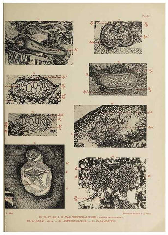 Reproducción/Reproduction 49743552116: Etudes sur la fronde des Zygoptéridées.. Lille,Impr. L. Danel,1909.. 