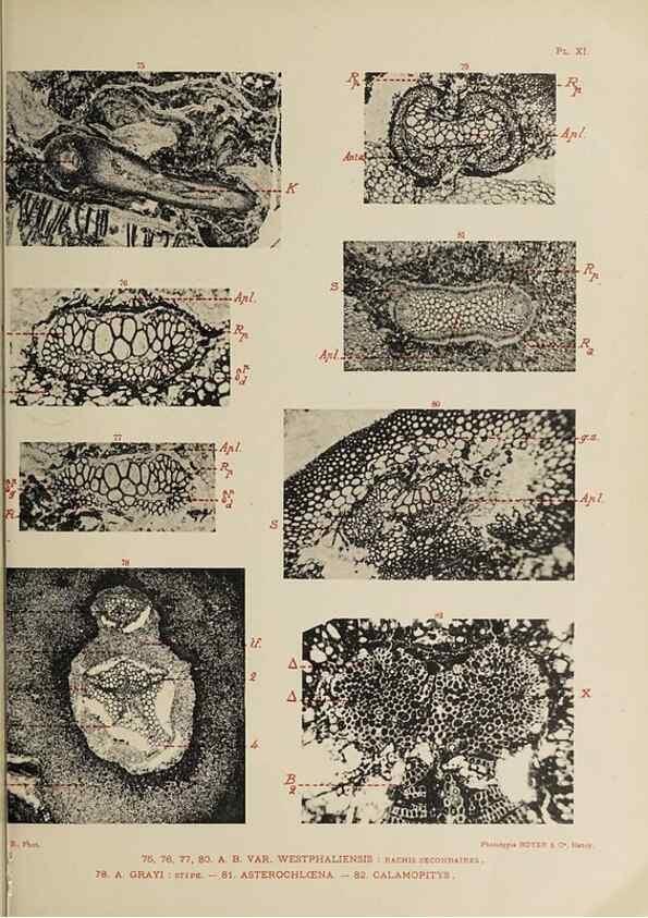 Reproducción/Reproduction 49743552116: Etudes sur la fronde des Zygoptéridées.. Lille,Impr. L. Danel,1909.. 
