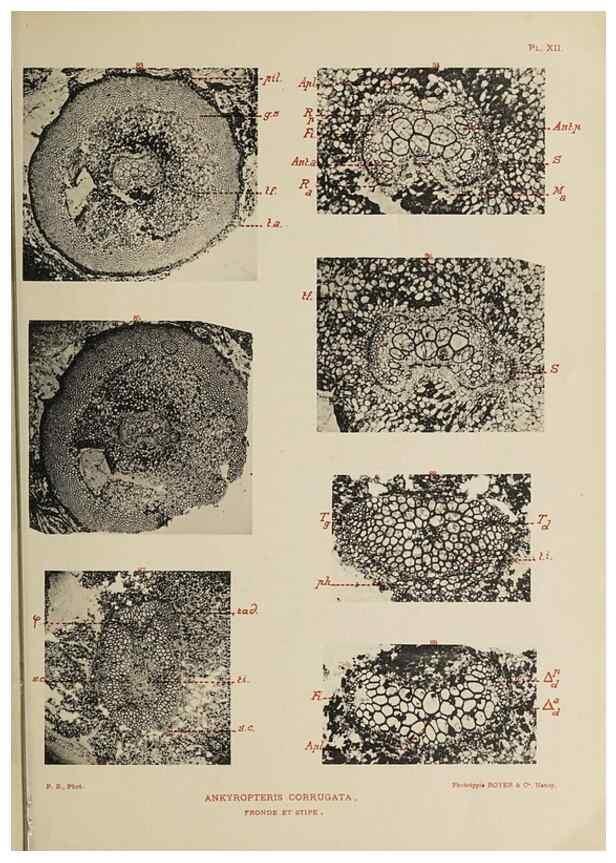 Reproducción/Reproduction 49743552446: Etudes sur la fronde des Zygoptéridées.. Lille,Impr. L. Danel,1909.. 