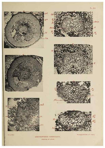 Reproducción/Reproduction 49743552446: Etudes sur la fronde des Zygoptéridées.. Lille,Impr. L. Danel,1909.. 