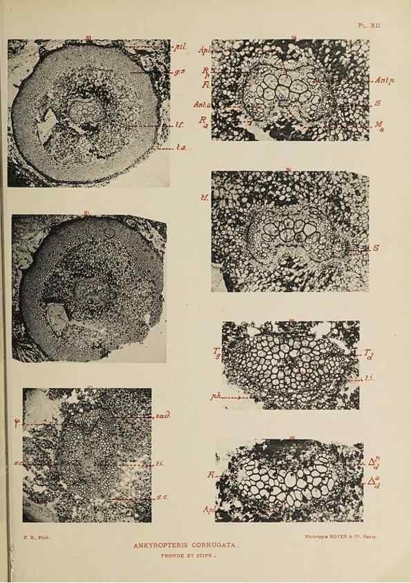 Reproducción/Reproduction 49743552446: Etudes sur la fronde des Zygoptéridées.. Lille,Impr. L. Danel,1909.. 