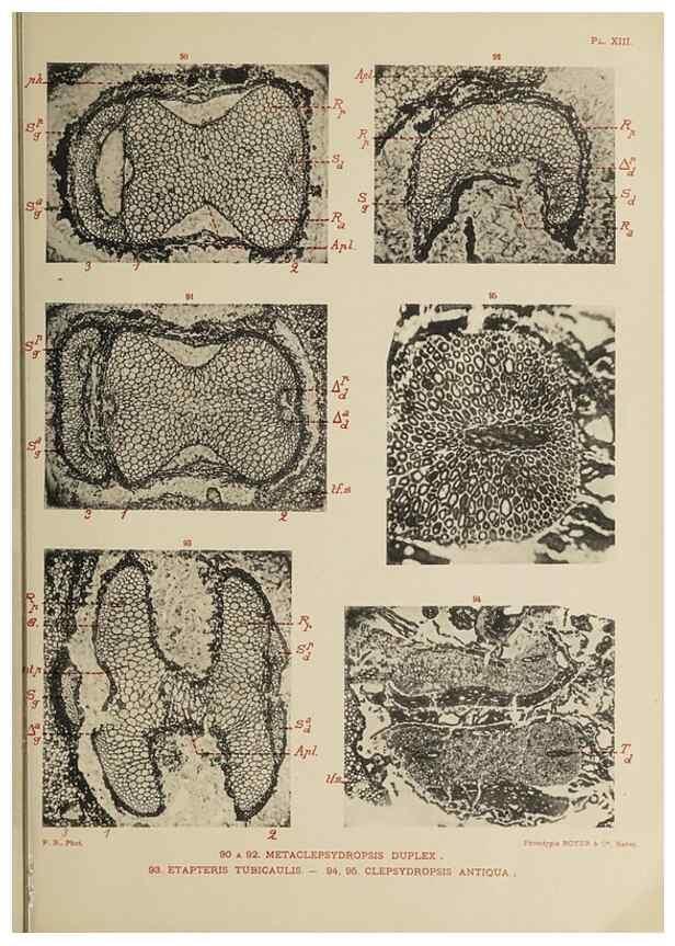 Reproducción/Reproduction 49743552766: Etudes sur la fronde des Zygoptéridées.. Lille,Impr. L. Danel,1909.. 