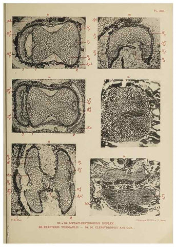 Reproducción/Reproduction 49743552766: Etudes sur la fronde des Zygoptéridées.. Lille,Impr. L. Danel,1909.. 