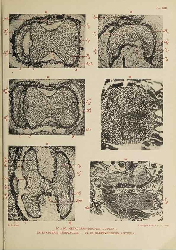 Reproducción/Reproduction 49743552766: Etudes sur la fronde des Zygoptéridées.. Lille,Impr. L. Danel,1909.. 