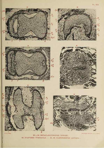 Reproducción/Reproduction 49743552766: Etudes sur la fronde des Zygoptéridées.. Lille,Impr. L. Danel,1909.. 