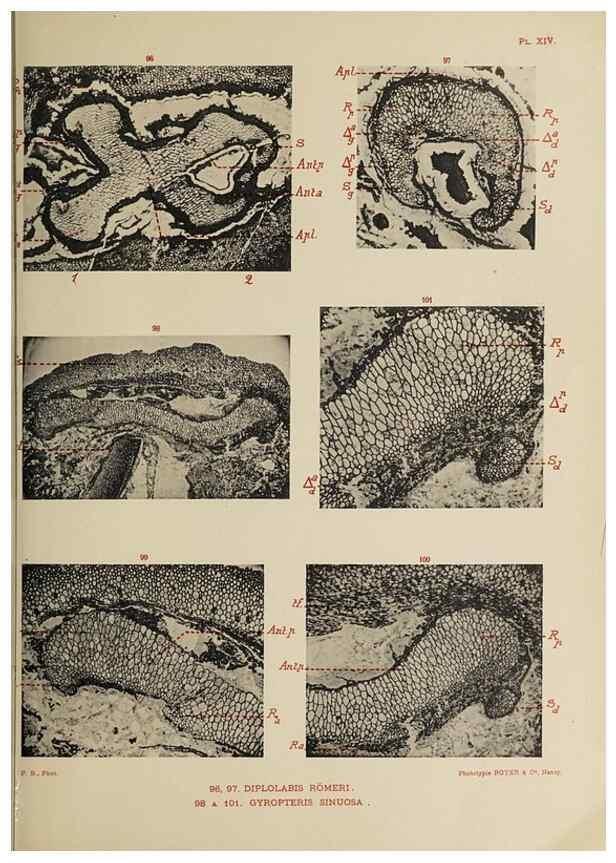 Reproducción/Reproduction 49743005378: Etudes sur la fronde des Zygoptéridées.. Lille,Impr. L. Danel,1909.. 