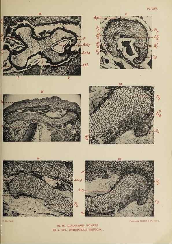 Reproducción/Reproduction 49743005378: Etudes sur la fronde des Zygoptéridées.. Lille,Impr. L. Danel,1909.. 