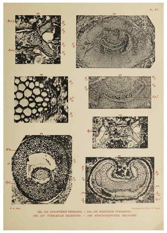 Reproducción/Reproduction 49743875502: Etudes sur la fronde des Zygoptéridées.. Lille,Impr. L. Danel,1909.. 