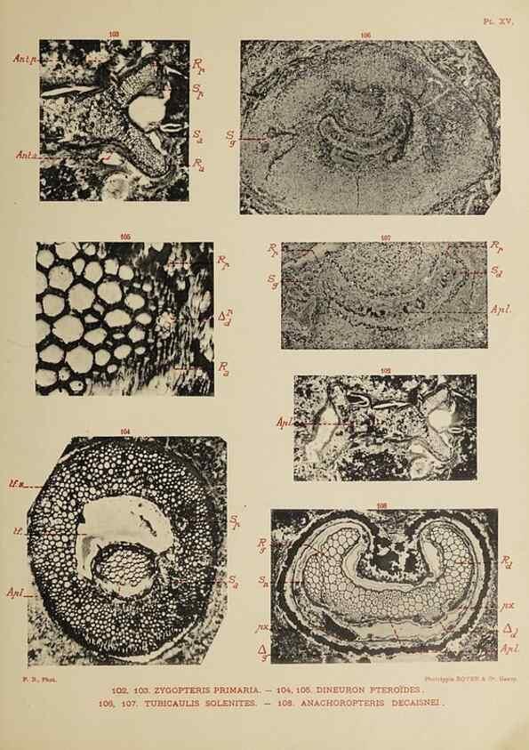 Reproducción/Reproduction 49743875502: Etudes sur la fronde des Zygoptéridées.. Lille,Impr. L. Danel,1909.. 