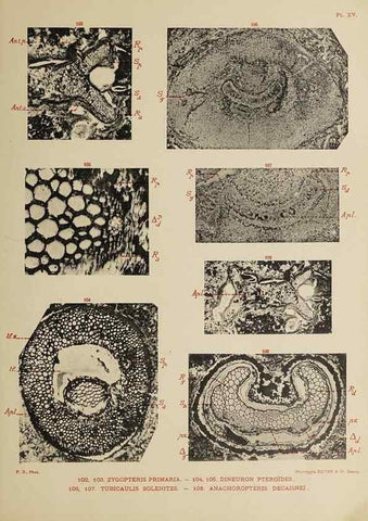 Reproducción/Reproduction 49743875502: Etudes sur la fronde des Zygoptéridées.. Lille,Impr. L. Danel,1909.. 
