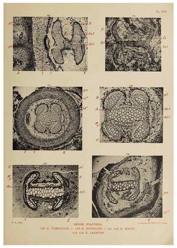 Reproducción/Reproduction 49743553731: Etudes sur la fronde des Zygoptéridées.. Lille,Impr. L. Danel,1909.. 