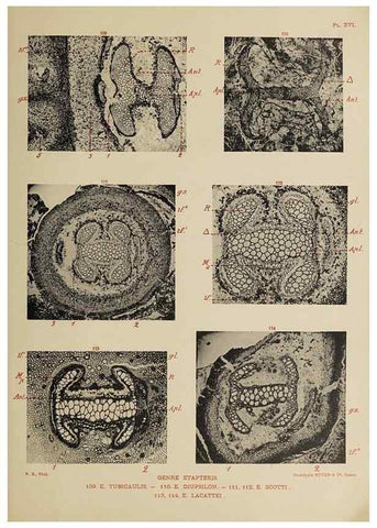 Reproducción/Reproduction 49743553731: Etudes sur la fronde des Zygoptéridées.. Lille,Impr. L. Danel,1909.. 