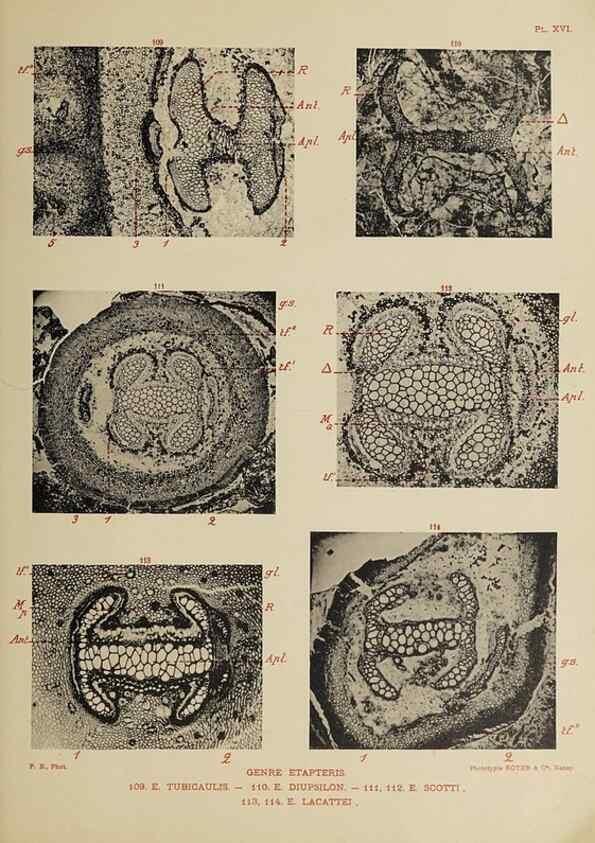 Reproducción/Reproduction 49743553731: Etudes sur la fronde des Zygoptéridées.. Lille,Impr. L. Danel,1909.. 