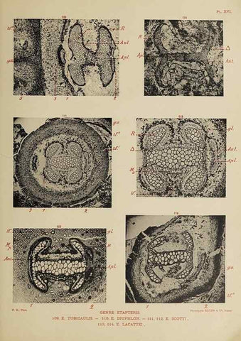 Reproducción/Reproduction 49743553731: Etudes sur la fronde des Zygoptéridées.. Lille,Impr. L. Danel,1909.. 