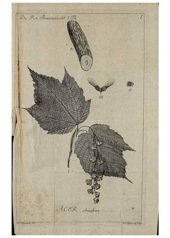 Reproducción/Reproduction 49743030623: Die Harbkesche wilde Baumzucht theils Nordamerikanischer und anderer fremder :. Braunschweig :im Verlage de Fürstl. Waisenhaus-Buchhandlung,1771-1772.. 