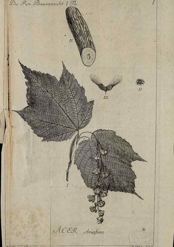 Reproducción/Reproduction 49743030623: Die Harbkesche wilde Baumzucht theils Nordamerikanischer und anderer fremder :. Braunschweig :im Verlage de Fürstl. Waisenhaus-Buchhandlung,1771-1772.. 