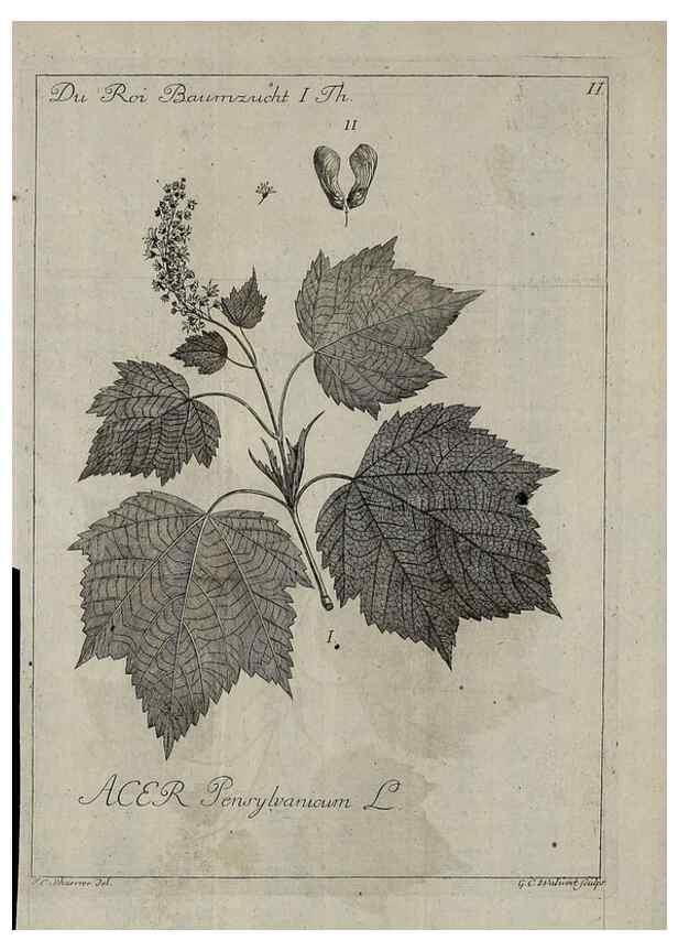 Reproducción/Reproduction 49743578451: Die Harbkesche wilde Baumzucht theils Nordamerikanischer und anderer fremder :. Braunschweig :im Verlage de Fürstl. Waisenhaus-Buchhandlung,1771-1772.. 