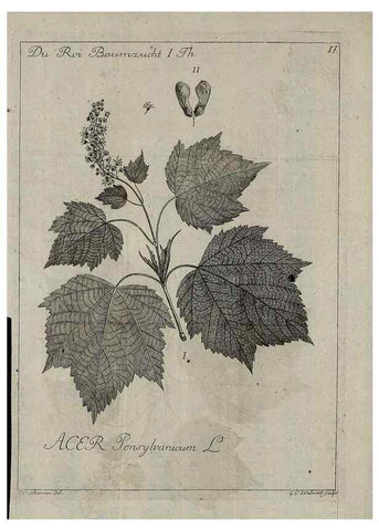 Reproducción/Reproduction 49743578451: Die Harbkesche wilde Baumzucht theils Nordamerikanischer und anderer fremder :. Braunschweig :im Verlage de Fürstl. Waisenhaus-Buchhandlung,1771-1772.. 