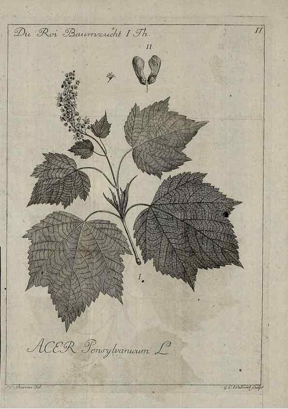 Reproducción/Reproduction 49743578451: Die Harbkesche wilde Baumzucht theils Nordamerikanischer und anderer fremder :. Braunschweig :im Verlage de Fürstl. Waisenhaus-Buchhandlung,1771-1772.. 