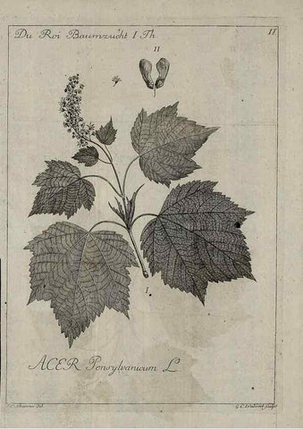 Reproducción/Reproduction 49743578451: Die Harbkesche wilde Baumzucht theils Nordamerikanischer und anderer fremder :. Braunschweig :im Verlage de Fürstl. Waisenhaus-Buchhandlung,1771-1772.. 