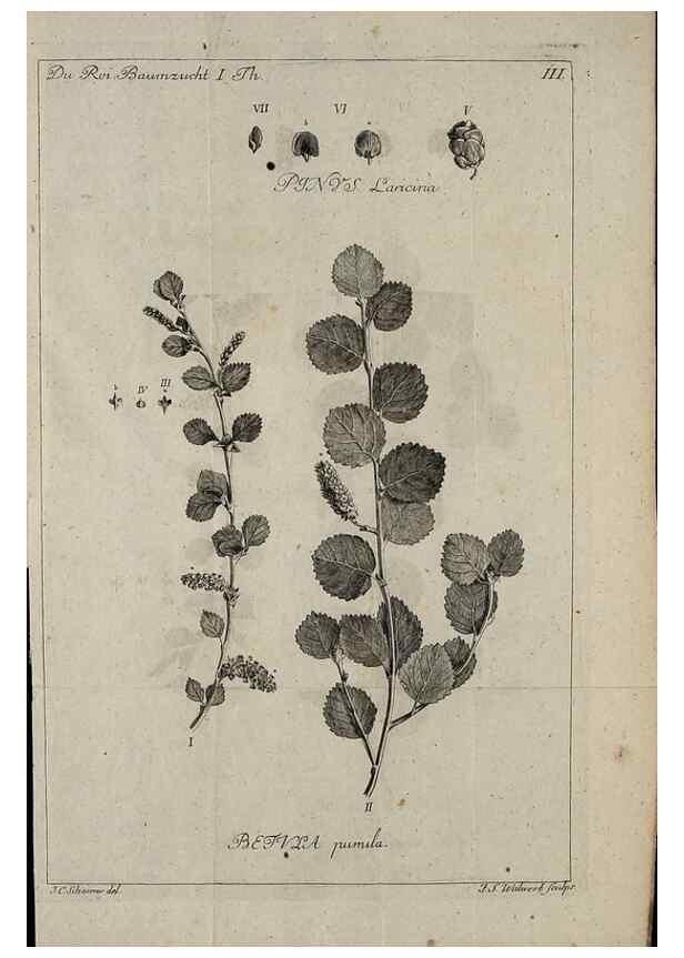Reproducción/Reproduction 49743031158: Die Harbkesche wilde Baumzucht theils Nordamerikanischer und anderer fremder :. Braunschweig :im Verlage de Fürstl. Waisenhaus-Buchhandlung,1771-1772.. 
