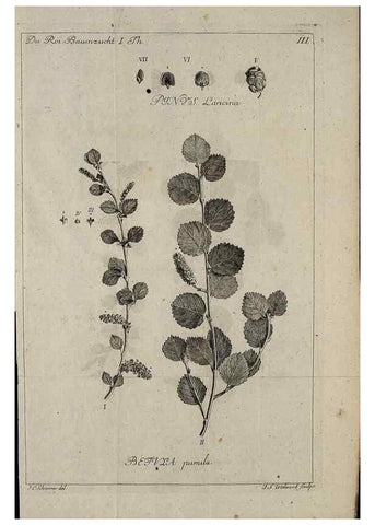 Reproducción/Reproduction 49743031158: Die Harbkesche wilde Baumzucht theils Nordamerikanischer und anderer fremder :. Braunschweig :im Verlage de Fürstl. Waisenhaus-Buchhandlung,1771-1772.. 