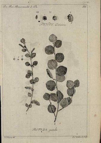 Reproducción/Reproduction 49743031158: Die Harbkesche wilde Baumzucht theils Nordamerikanischer und anderer fremder :. Braunschweig :im Verlage de Fürstl. Waisenhaus-Buchhandlung,1771-1772.. 