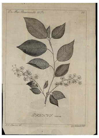 Reproducción/Reproduction 49743907637: Die Harbkesche wilde Baumzucht theils Nordamerikanischer und anderer fremder :. Braunschweig :im Verlage de Fürstl. Waisenhaus-Buchhandlung,1771-1772.. 