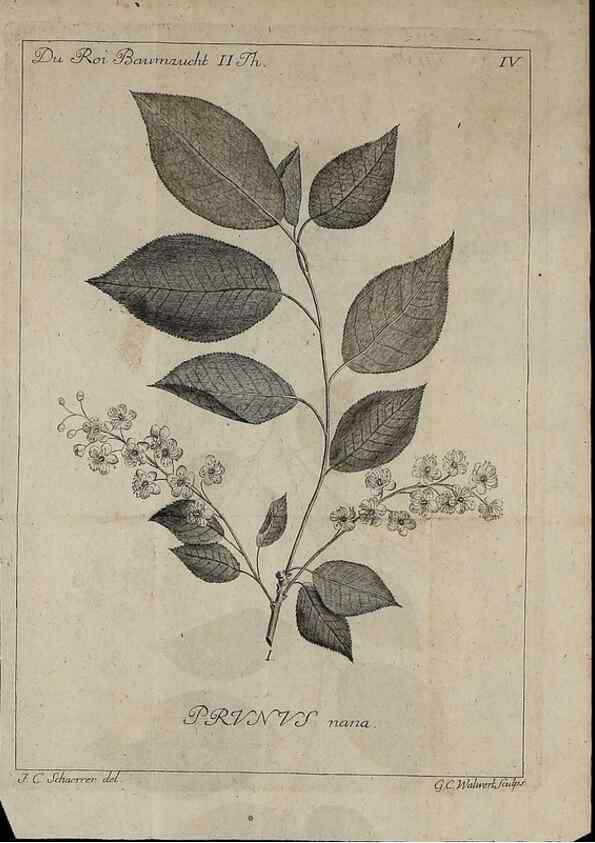 Reproducción/Reproduction 49743907637: Die Harbkesche wilde Baumzucht theils Nordamerikanischer und anderer fremder :. Braunschweig :im Verlage de Fürstl. Waisenhaus-Buchhandlung,1771-1772.. 