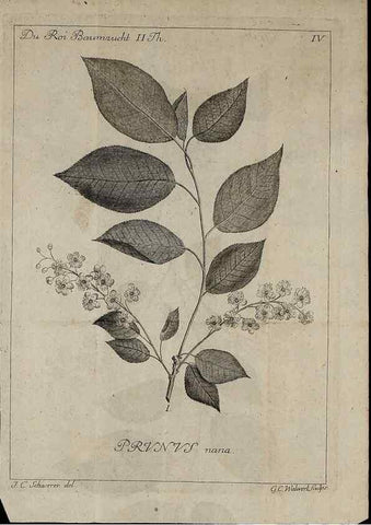 Reproducción/Reproduction 49743907637: Die Harbkesche wilde Baumzucht theils Nordamerikanischer und anderer fremder :. Braunschweig :im Verlage de Fürstl. Waisenhaus-Buchhandlung,1771-1772.. 