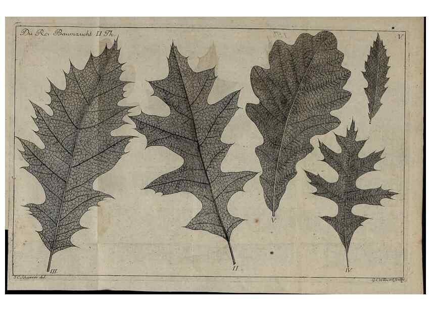 Reproducción/Reproduction 49743907847: Die Harbkesche wilde Baumzucht theils Nordamerikanischer und anderer fremder :. Braunschweig :im Verlage de Fürstl. Waisenhaus-Buchhandlung,1771-1772.. 