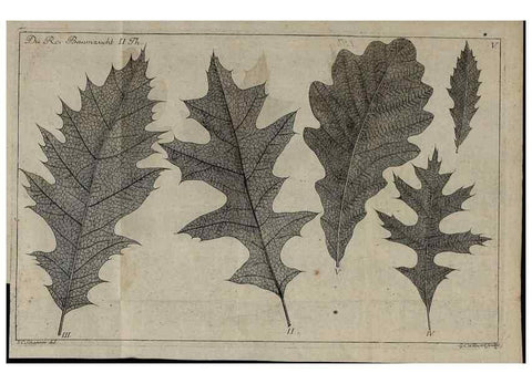 Reproducción/Reproduction 49743907847: Die Harbkesche wilde Baumzucht theils Nordamerikanischer und anderer fremder :. Braunschweig :im Verlage de Fürstl. Waisenhaus-Buchhandlung,1771-1772.. 