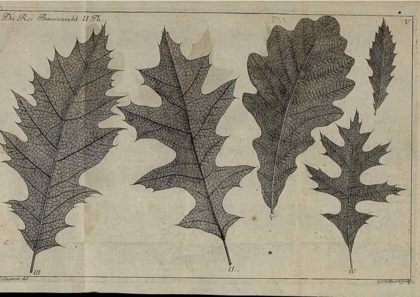 Reproducción/Reproduction 49743907847: Die Harbkesche wilde Baumzucht theils Nordamerikanischer und anderer fremder :. Braunschweig :im Verlage de Fürstl. Waisenhaus-Buchhandlung,1771-1772.. 