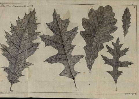 Reproducción/Reproduction 49743907847: Die Harbkesche wilde Baumzucht theils Nordamerikanischer und anderer fremder :. Braunschweig :im Verlage de Fürstl. Waisenhaus-Buchhandlung,1771-1772.. 