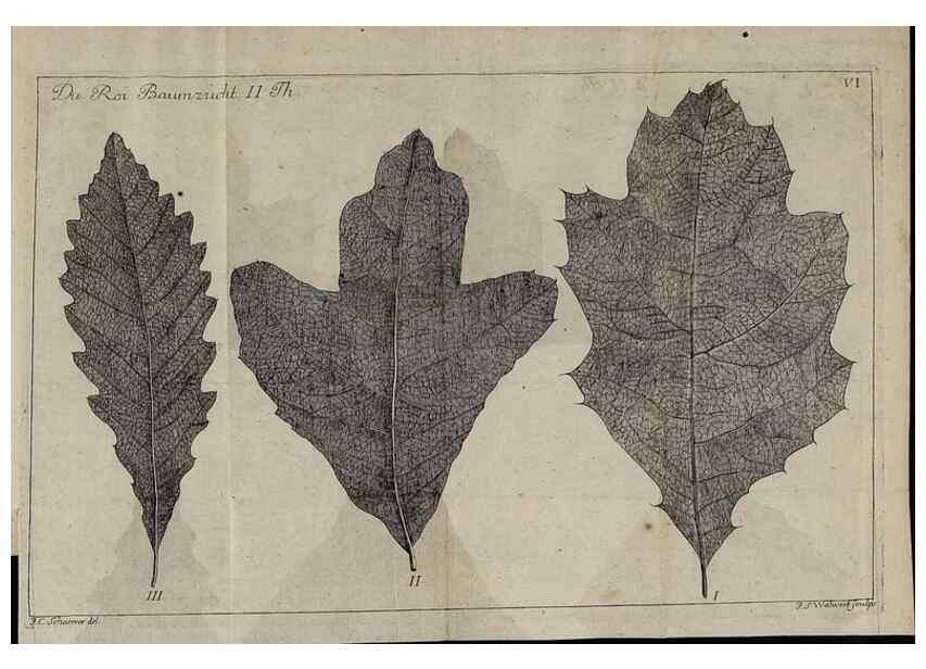 Reproducción/Reproduction 49743908047: Die Harbkesche wilde Baumzucht theils Nordamerikanischer und anderer fremder :. Braunschweig :im Verlage de Fürstl. Waisenhaus-Buchhandlung,1771-1772.. 