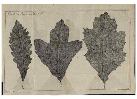 Reproducción/Reproduction 49743908047: Die Harbkesche wilde Baumzucht theils Nordamerikanischer und anderer fremder :. Braunschweig :im Verlage de Fürstl. Waisenhaus-Buchhandlung,1771-1772.. 