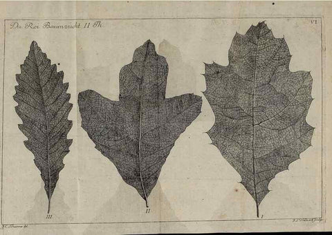 Reproducción/Reproduction 49743908047: Die Harbkesche wilde Baumzucht theils Nordamerikanischer und anderer fremder :. Braunschweig :im Verlage de Fürstl. Waisenhaus-Buchhandlung,1771-1772.. 