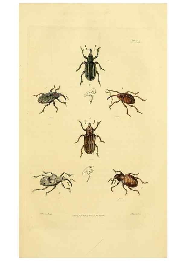 Reproducción/Reproduction 49746026426: Illustrations of British entomology;. London:Printed for the author; published by Baldwin and Cradock,1828-1835.. 