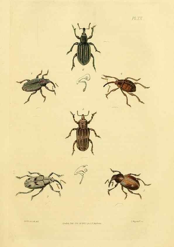 Reproducción/Reproduction 49746026426: Illustrations of British entomology;. London:Printed for the author; published by Baldwin and Cradock,1828-1835.. 
