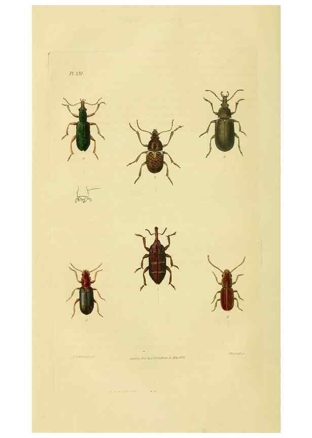Reproducción/Reproduction 49746026706: Illustrations of British entomology;. London:Printed for the author; published by Baldwin and Cradock,1828-1835.. 