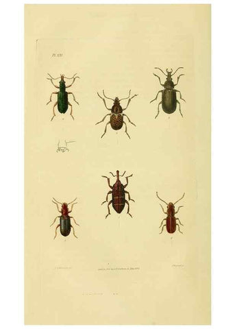 Reproducción/Reproduction 49746026706: Illustrations of British entomology;. London:Printed for the author; published by Baldwin and Cradock,1828-1835.. 