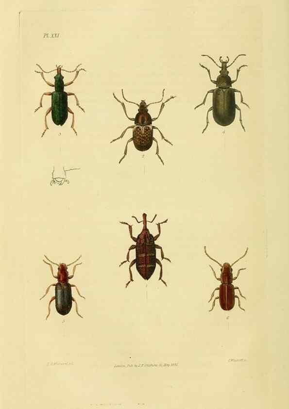 Reproducción/Reproduction 49746026706: Illustrations of British entomology;. London:Printed for the author; published by Baldwin and Cradock,1828-1835.. 