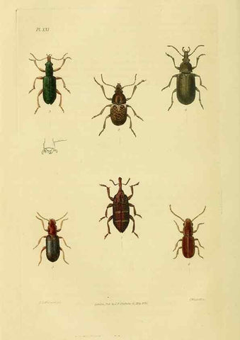 Reproducción/Reproduction 49746026706: Illustrations of British entomology;. London:Printed for the author; published by Baldwin and Cradock,1828-1835.. 