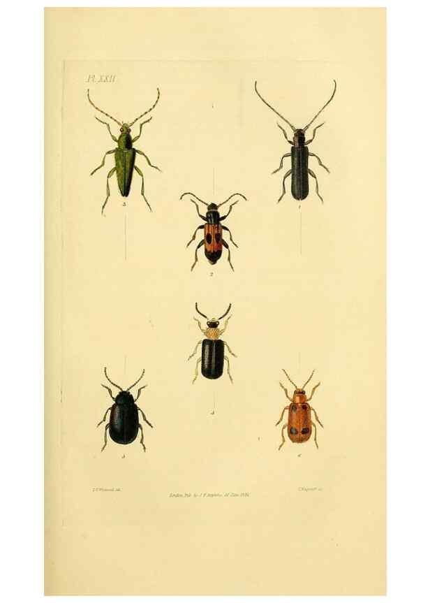 Reproducción/Reproduction 49746356447: Illustrations of British entomology;. London:Printed for the author; published by Baldwin and Cradock,1828-1835.. 