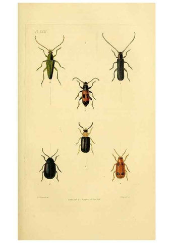 Reproducción/Reproduction 49746356447: Illustrations of British entomology;. London:Printed for the author; published by Baldwin and Cradock,1828-1835.. 