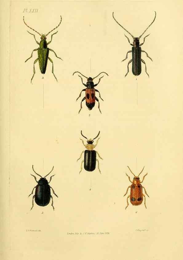 Reproducción/Reproduction 49746356447: Illustrations of British entomology;. London:Printed for the author; published by Baldwin and Cradock,1828-1835.. 