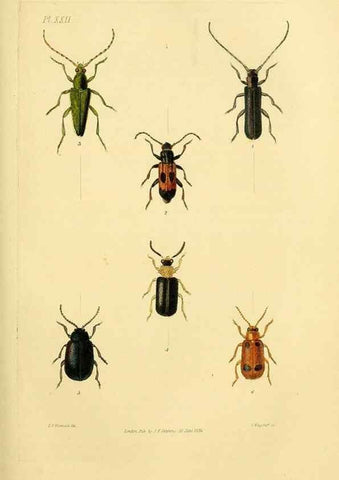 Reproducción/Reproduction 49746356447: Illustrations of British entomology;. London:Printed for the author; published by Baldwin and Cradock,1828-1835.. 