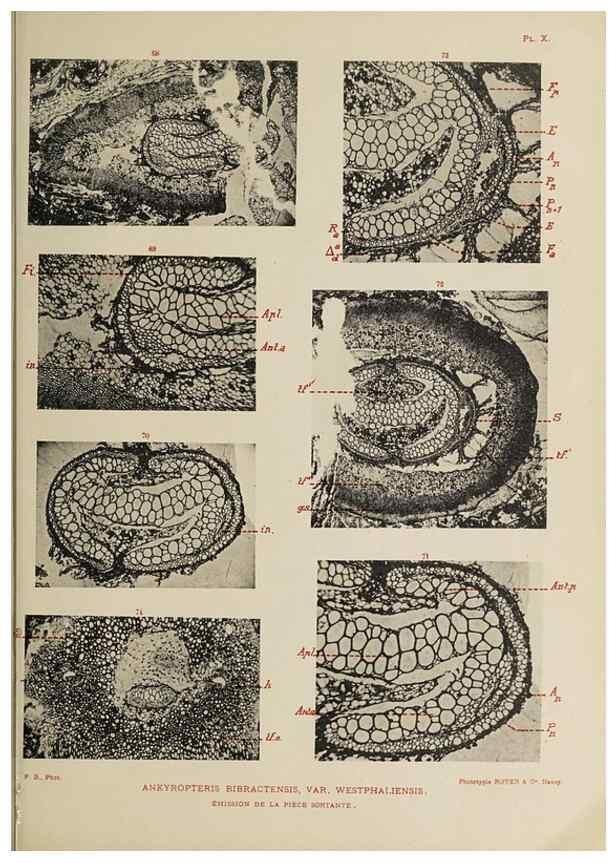 Reproducción/Reproduction 49743873912: Etudes sur la fronde des Zygoptéridées.. Lille,Impr. L. Danel,1909.. 