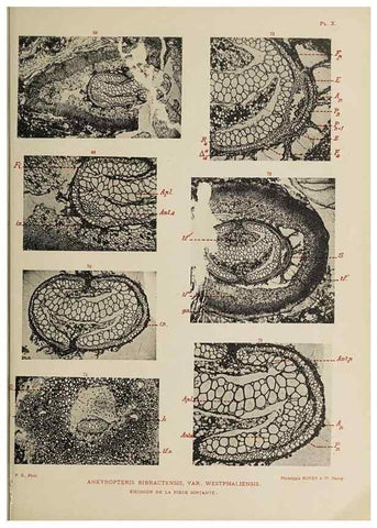 Reproducción/Reproduction 49743873912: Etudes sur la fronde des Zygoptéridées.. Lille,Impr. L. Danel,1909.. 