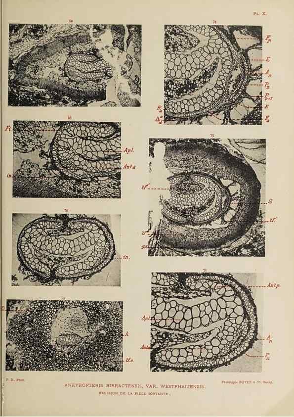 Reproducción/Reproduction 49743873912: Etudes sur la fronde des Zygoptéridées.. Lille,Impr. L. Danel,1909.. 